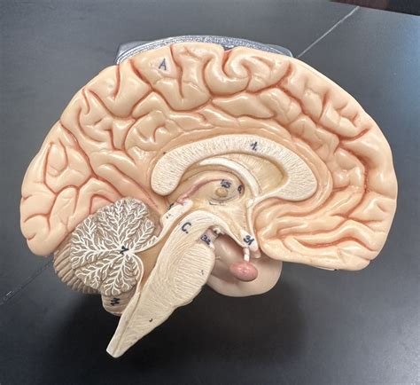 brain model  diagram quizlet