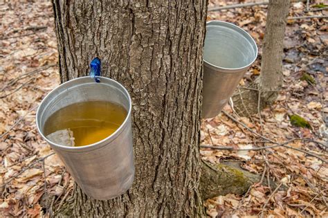 Sweet Maple Syrup Celebrations in Indianapolis - Indy's Child Magazine