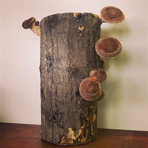 Shiitake Mushroom Log Shiitake Grow Kit Shiitake Mushroom | Etsy