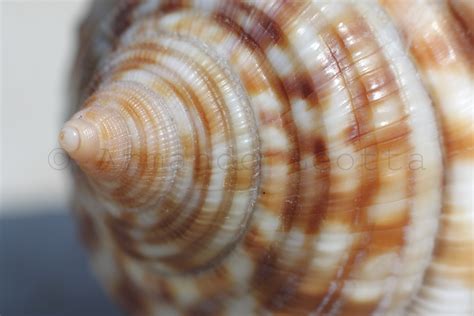 shell 3 | Gli scatti di Armando Leotta | Pensieri, scatti e riflessioni ...