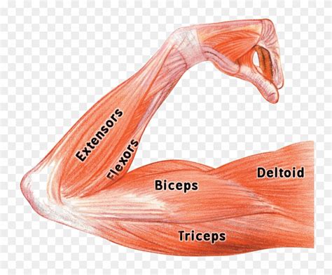 Arm Muscle Diagram : Body Anatomy Upper Extremity Muscles The Hand Society / Learn the arm ...