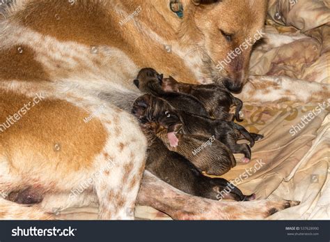 how to prepare for a dog giving birth