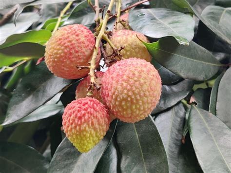 Premium Photo | A lychee fruit on a tree