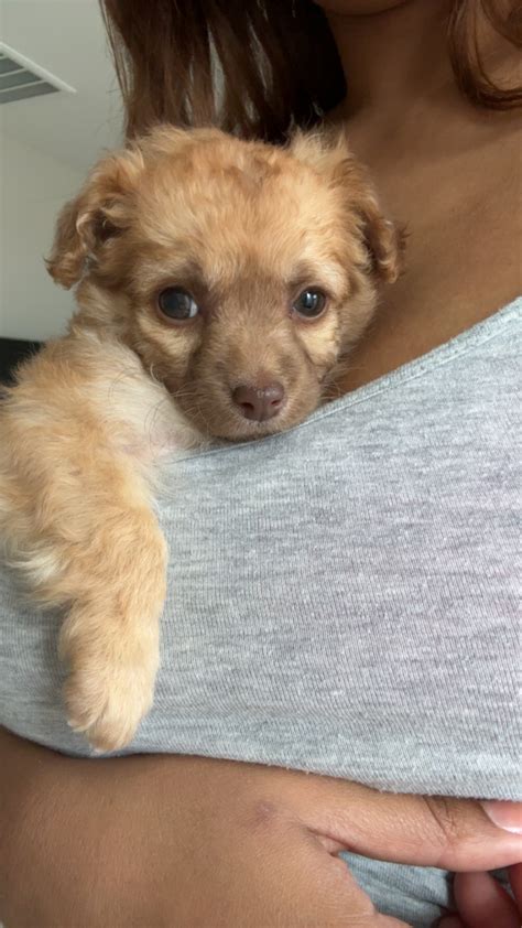 Girl name to go with Bear - Pet Names - Nameberry