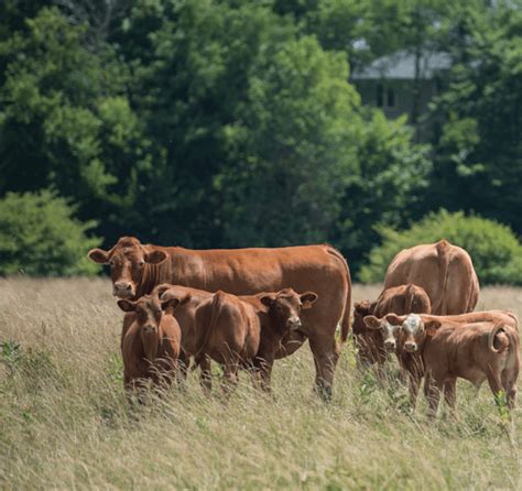 Beef Farming - Ontario Beef