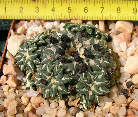 Ariocarpus and Rare Cacti: Ariocarpus kotschoubeyanus Ref: 14041103