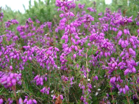 Free Stock photo of Nature Detail of Flowering Purple Heather Plant ...