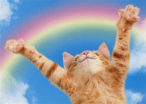 Avanti Press Kitten Rainbow Funny / Humorous Cat Congratulations Card ...