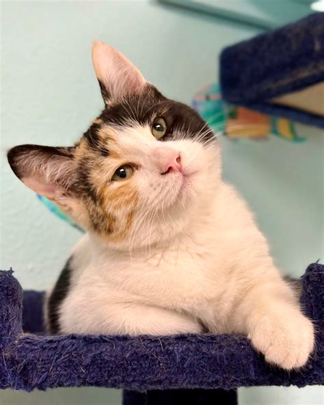 craigslist spokane pets 3