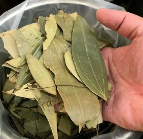 Тайны лаврового листа | Plant leaves, Health, Leaves