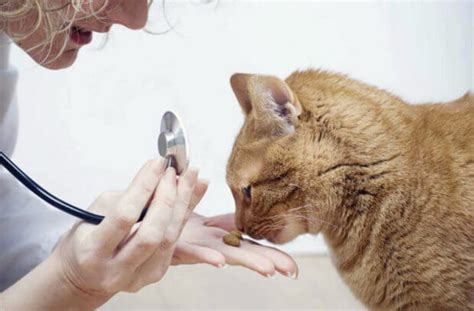 Почечная недостаточность у кошек: симптомы, лечение, диета