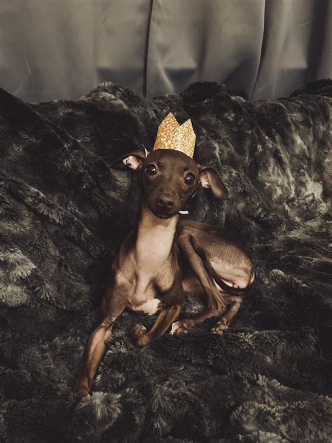 I am Princess Boo, da cutest iggy princess of all time! Please bring