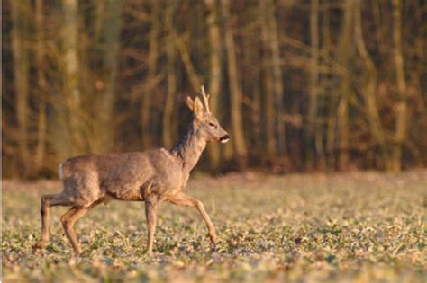 Heimisches Wild ist gesund - Wiener Neustadt