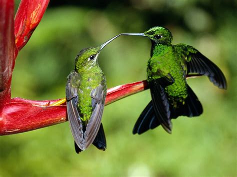 Hummingbirds - Hummingbirds Wallpaper (40487443) - Fanpop