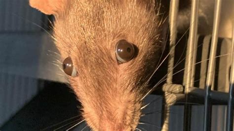 rats disgusting people left horrified  close  photo   rodents