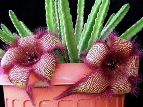 Finger Starfish Cactus Plant - Stapelia - Easy to Grow - 6" Pot ...
