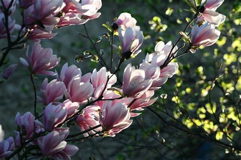 Магнолии, ровесники динозавров - Flowers.ua