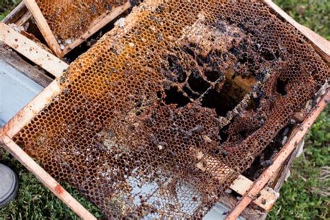 How to Identify, Prevent and Deal With Wax Moth in the Beehive