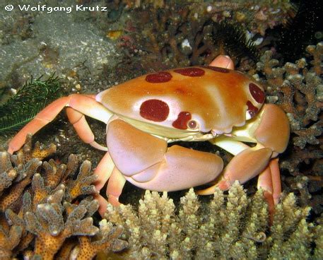 marine ecology AJS fourth block.: Crustaceans and Echinoderms.