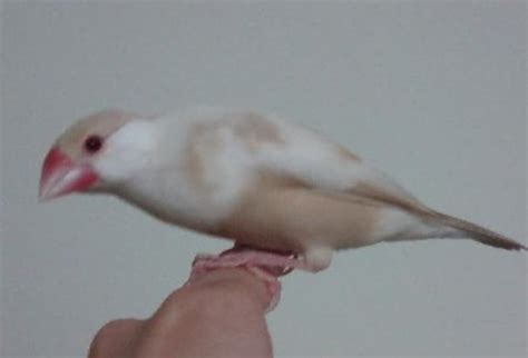 ペットの鳥類図鑑 - 文鳥 [小動物] All About