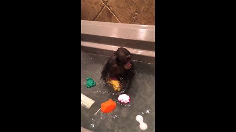 monkey bath time - YouTube