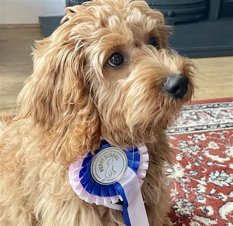 Caring For Your 10 Week Old Puppy | Advice From Puppy School