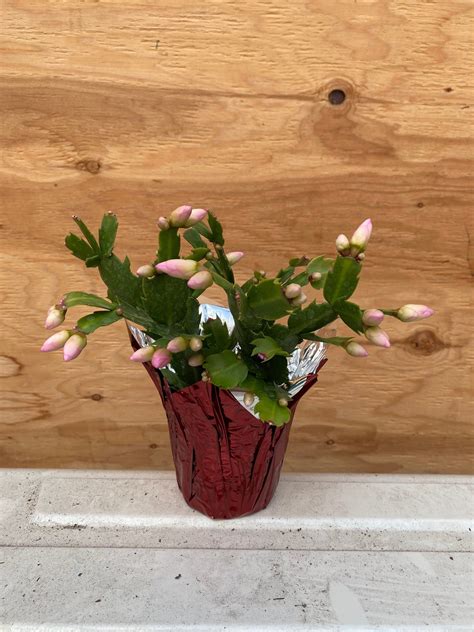 4″ Zygo Cactus