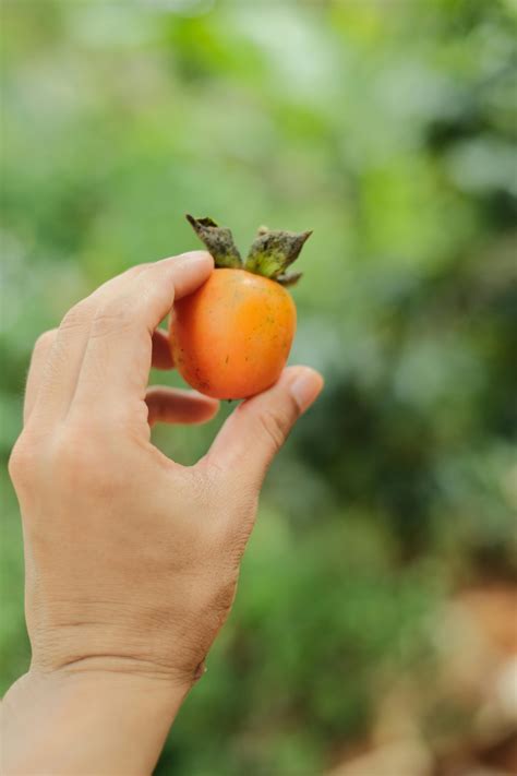 Fall Food Photos, Download The BEST Free Fall Food Stock Photos & HD Images