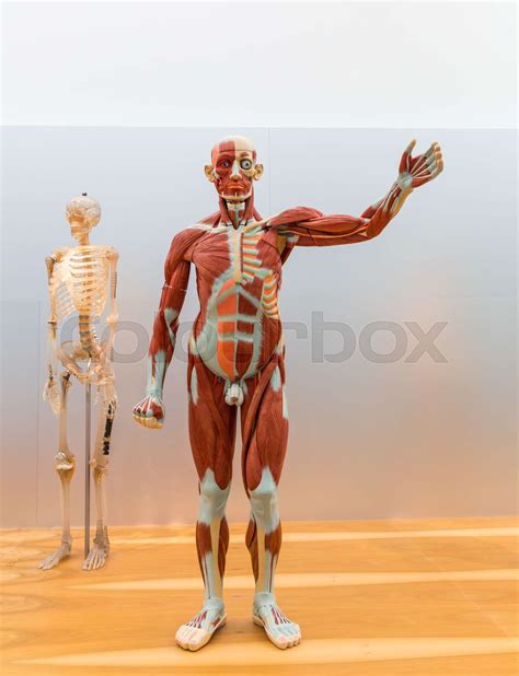 anatomi, menneske, skelet | Stock foto | Colourbox