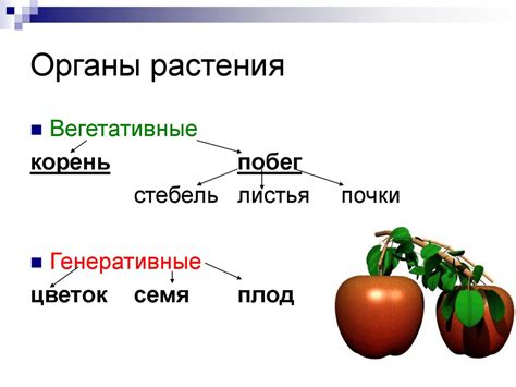 Органы растений и животных - online presentation