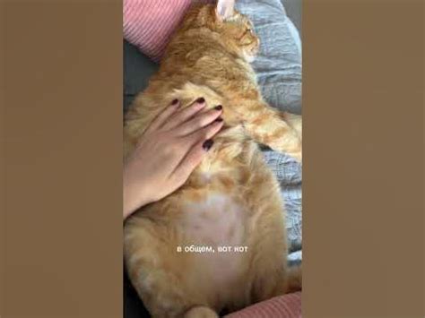 Ну что? Знали, где у кота пупок? 😸 - YouTube