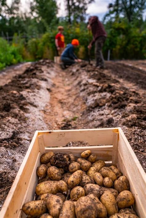 harvest potatoes homesteading family