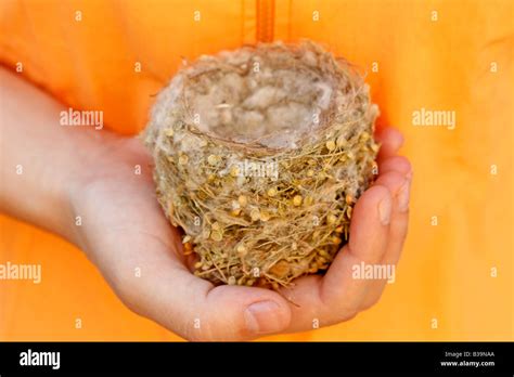 empty nest house stock  empty nest house stock images alamy