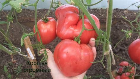 Томат Коршун огромный красный: описание сорта, отзывы, фото | tomatland.ru