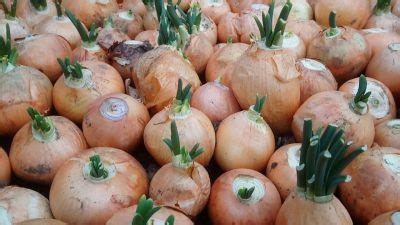 Лук Каратальский: отзывы, описание сорта, фото, видео, отзывы ...
