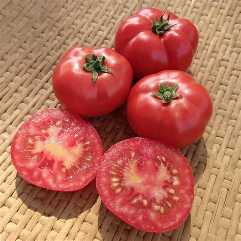 Tomato, Nevsky (Organic) - Adaptive Seeds