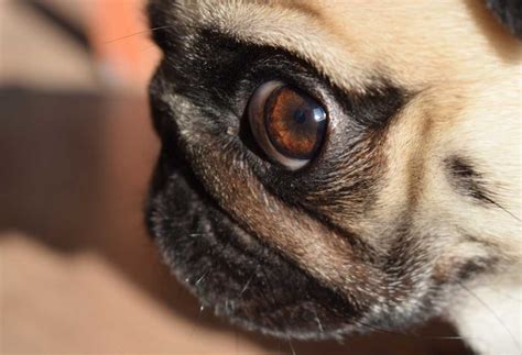 Do Pug Eyes Fall Out? - PatchPuppy.com