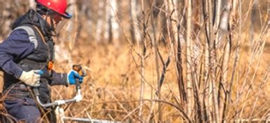 Вырубка аварийных деревьев в Москве и Московской области