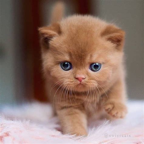 Fluffy Munchkin Cat