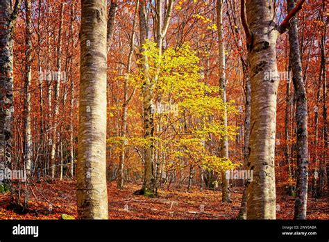 beech trees fagus sylvatica forest  sao lourenco   autumn