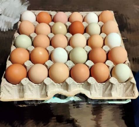 Куриные яйца на инкубацию, под заказ. Цена: 30₽ во Владивостоке