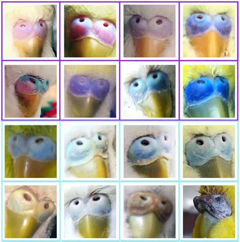 Male vs Female Budgies as Pets - Planet Pet