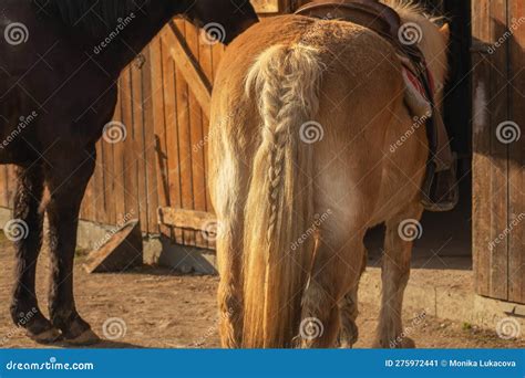 horse buttanimals   farm stock image image  detail bottom