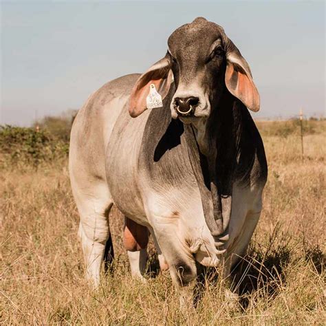 Types of Cows: 20 Different Cow Breeds You Should Know