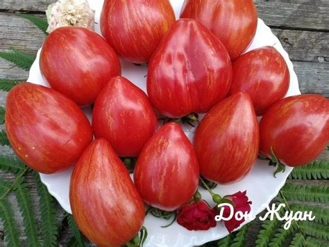 Томат Дон Жуан: описание сорта, отзывы, фото