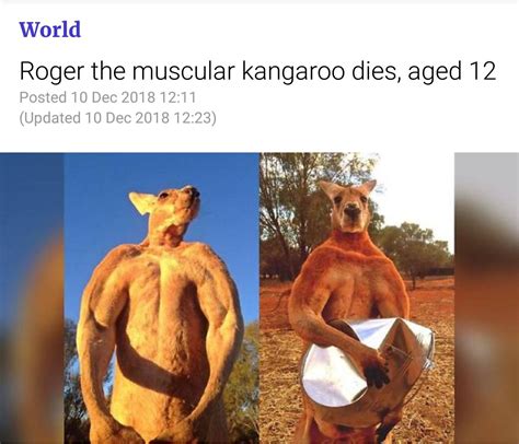 RIP ripped kangaroo. : r/funny