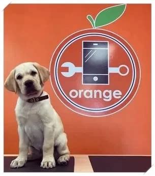 Schedule Your Device Repair | Orange Phone Care