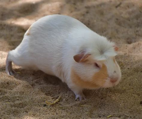 Why Is My Guinea Pig Coughing? - More Guinea Pigs