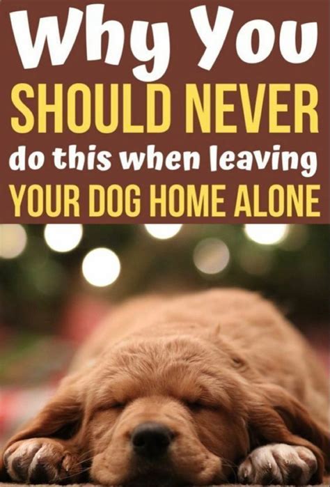 Why you should never do this when leaving our dog home alone – Artofit