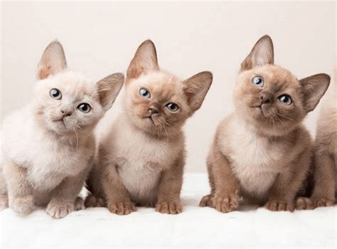 traditional siamese  tonkinese breed comparison